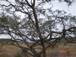 エクアドル、パロ　サントのオイル 神秘の木