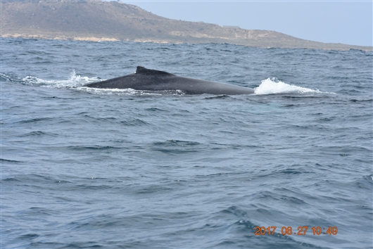 赤道の国、エクアドル　サリーナスのクジラ見物ツアー